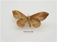 藏品(大灰枯葉蛾)的圖片